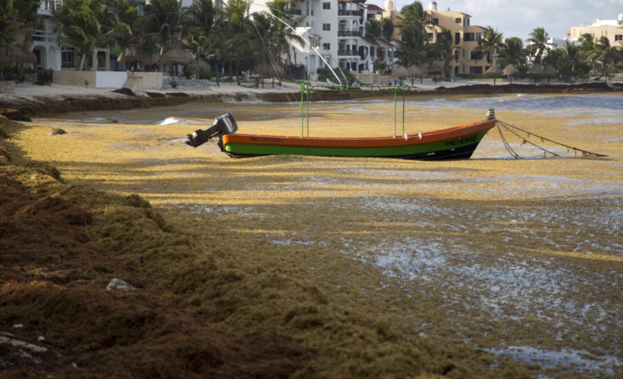 Mexico’s Caribbean Beaches Experience ‘Alarming’ Algae Problem