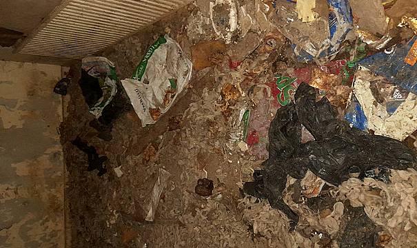 Dogs Kept In Darkness Rescued From ‘Deplorable’ Conditions In Tipperary