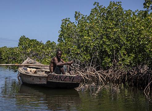 African Countries Turning To Mangrove Forest Projects To Combat Climate Woes