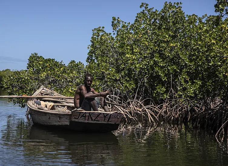 African Countries Turning To Mangrove Forest Projects To Combat Climate Woes