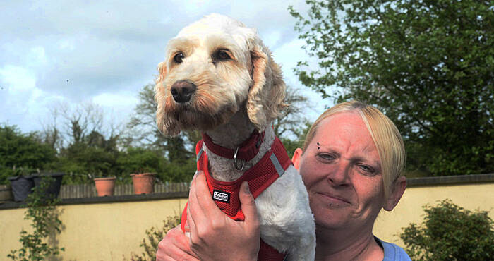 Meath dog hot sale pound slane