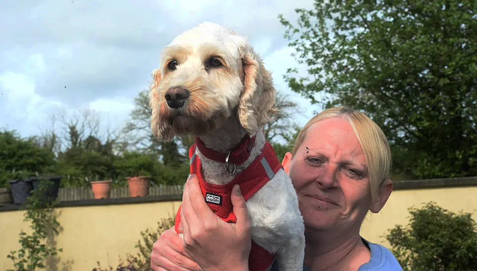 'Covid' Dogs Worth Almost €30,000 Surrendered To Rescue In Co Meath