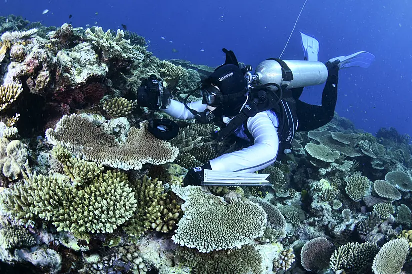 Most Great Barrier Reef Coral Studied This Year Was Bleached