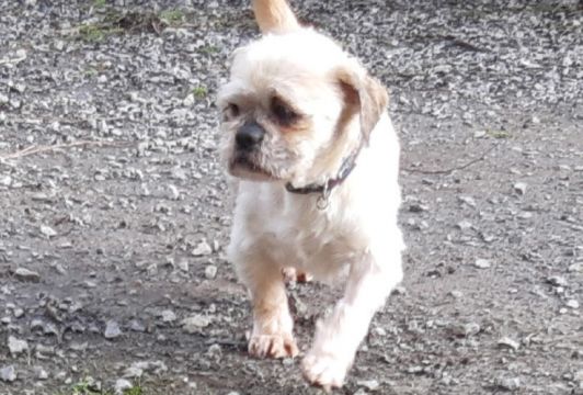 Wicklow Man Fined For Keeping Dogs In 'Horrendous' Conditions