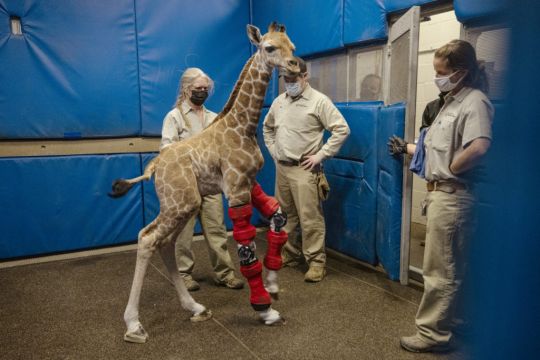 Baby Giraffe Bounces Back After Being Fitted With Orthotic Brace