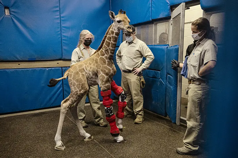 Baby Giraffe Bounces Back After Being Fitted With Orthotic Brace