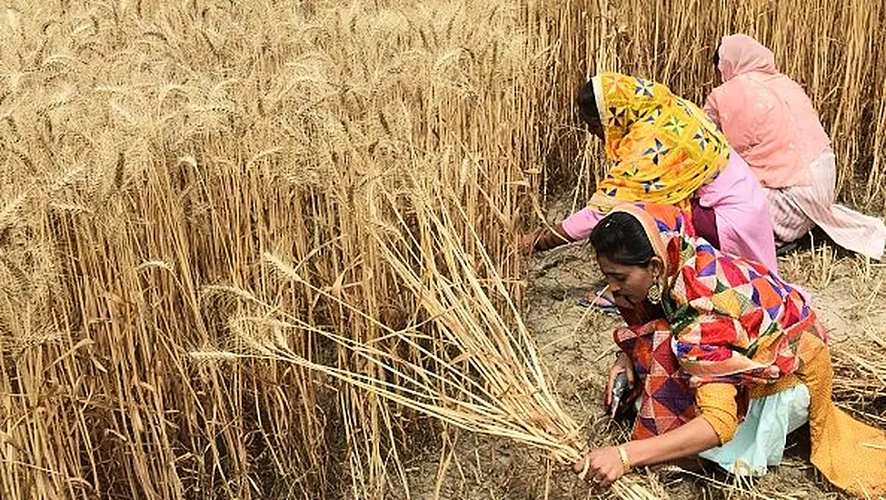 Wheat Prices Jump As India Export Ban Adds To Supply Squeeze