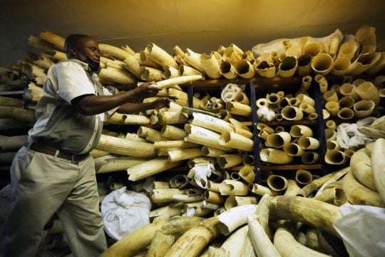 Zimbabwe Seeks Backing To Sell Stockpile Of Seized Elephant Ivory
