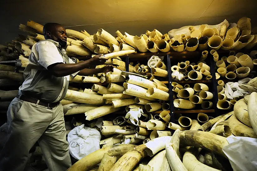 Zimbabwe Seeks Backing To Sell Stockpile Of Seized Elephant Ivory