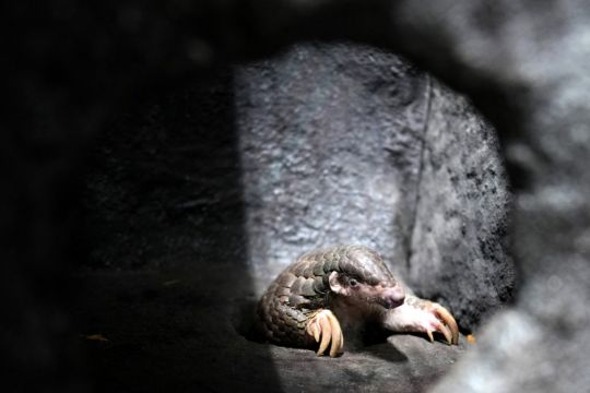 Prague Zoo Introduces Pangolins From Taiwan