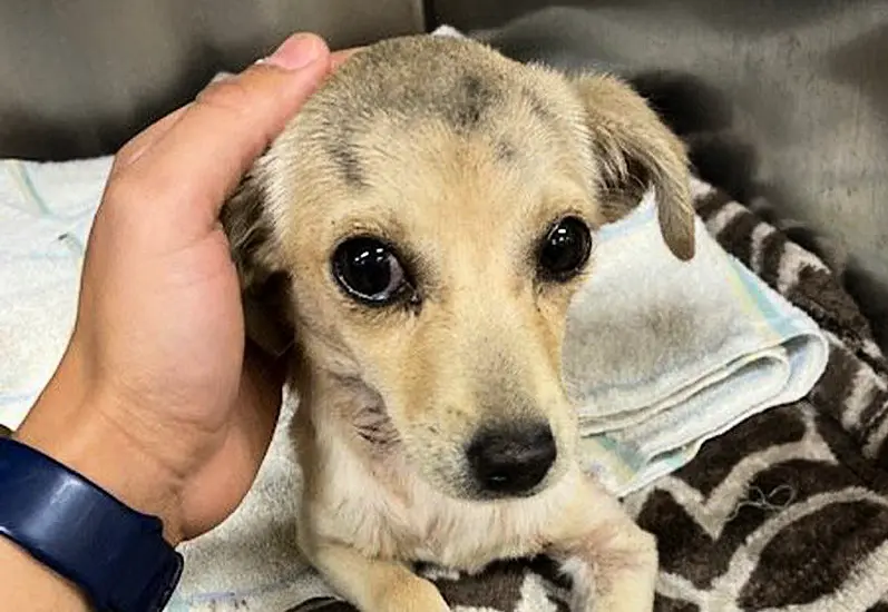 Chihuahua Puppy Found With Arrow Through Neck Expected To Survive