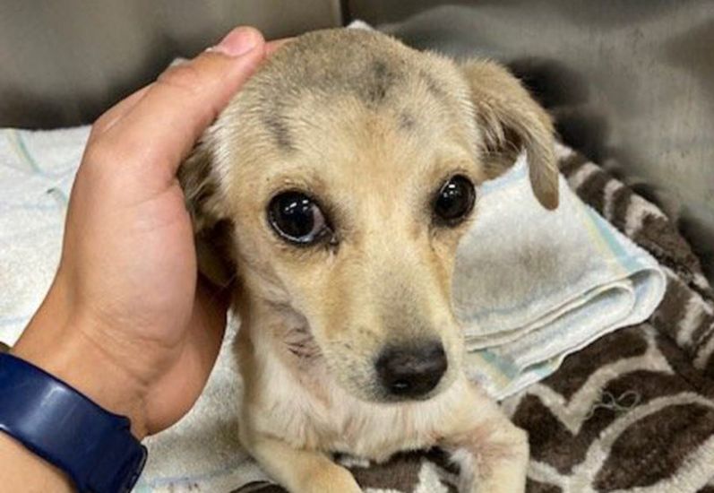 Chihuahua Puppy Found With Arrow Through Neck Expected To Survive
