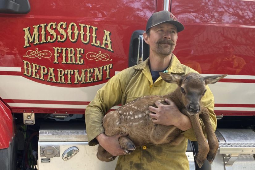Firefighters Rescue Cinder The Elk Calf From Fire’s Ashes