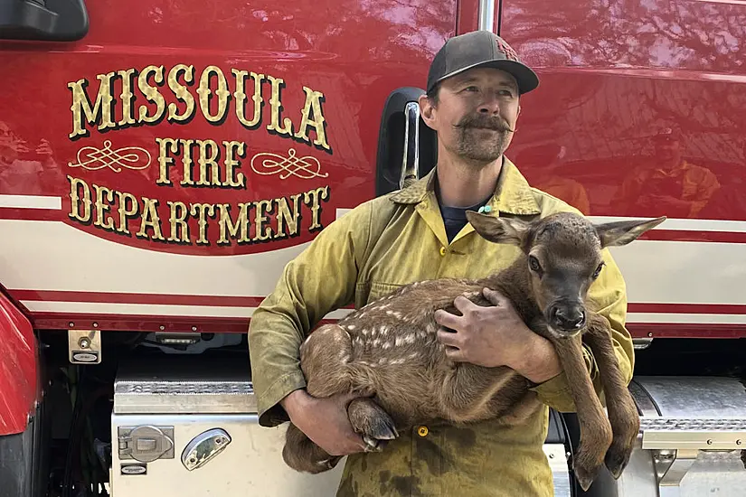 Firefighters Rescue Cinder The Elk Calf From Fire’s Ashes