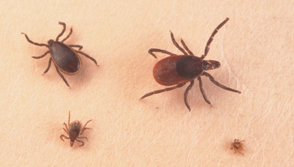 Climate Change Leading To An Increased Risk Of Lyme Disease In Ireland, Study Finds
