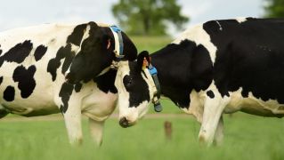 ‘Tinder For Cows’ Matchmaking Service Helping Irish Dairy Farmers