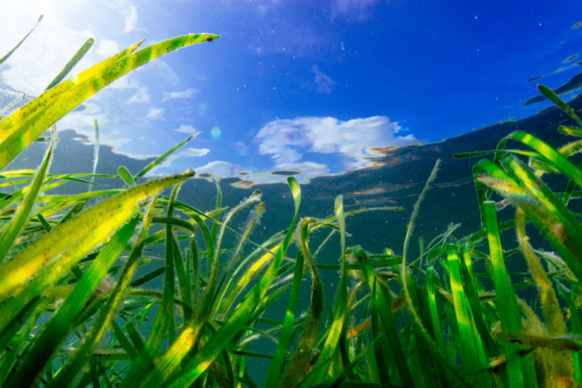 World’s Largest Plant Is A Vast Seagrass Meadow In Australia