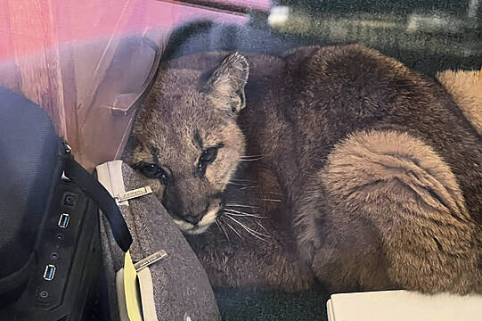 Janitor Corrals Curious Mountain Lion In Empty California Classroom