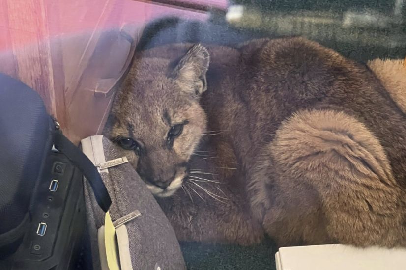 Janitor Corrals Curious Mountain Lion In Empty California Classroom