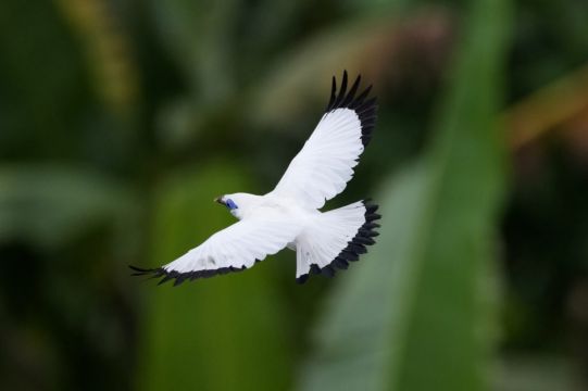 Bird Sellers Help Endangered Mynah Make A Comeback In Bali