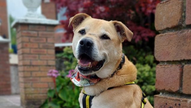 Dog 'Over The Moon' With Adoption After Seven-Year Wait To Find Forever Home