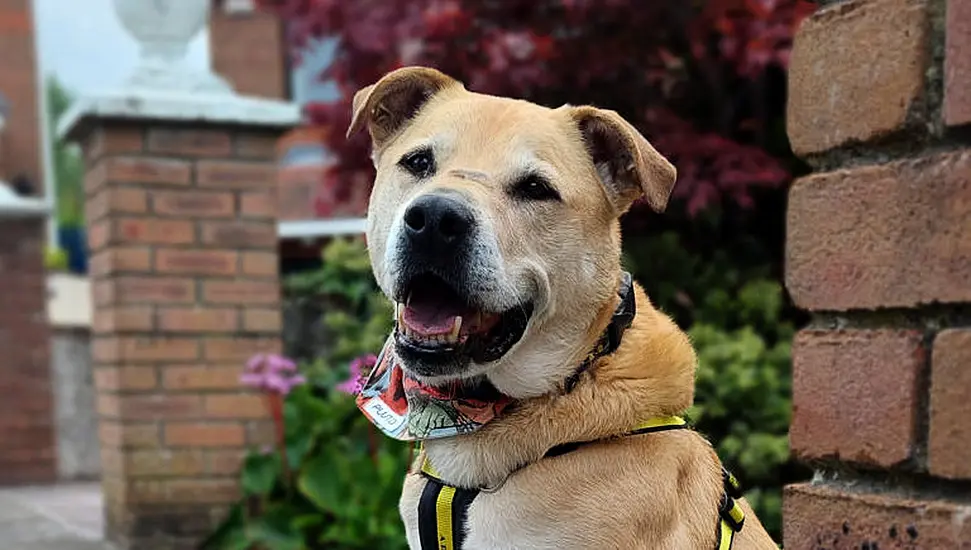Dog 'Over The Moon' With Adoption After Seven-Year Wait To Find Forever Home