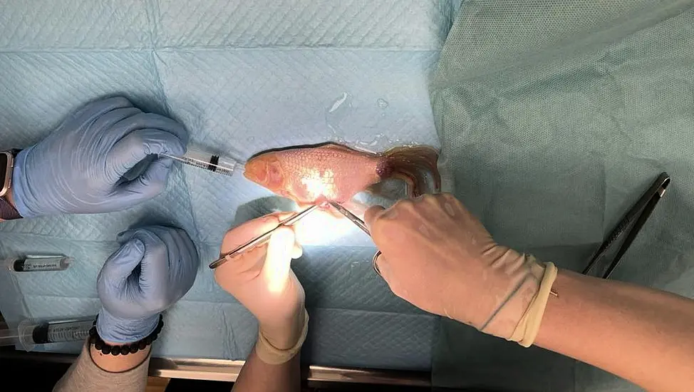 Pet Dublin Goldfish Undergoes Successful Stomach Operation