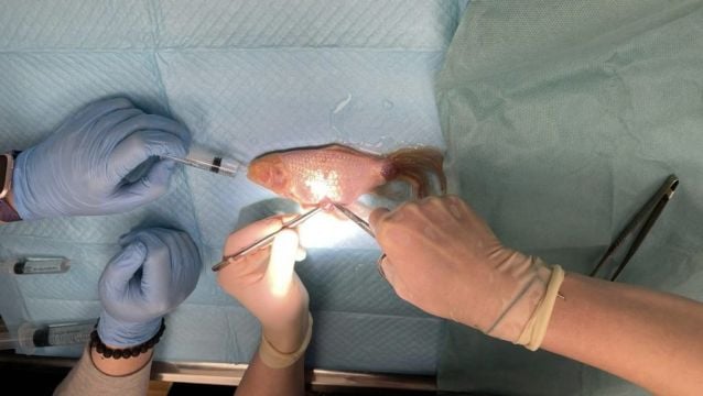 Pet Dublin Goldfish Undergoes Successful Stomach Operation