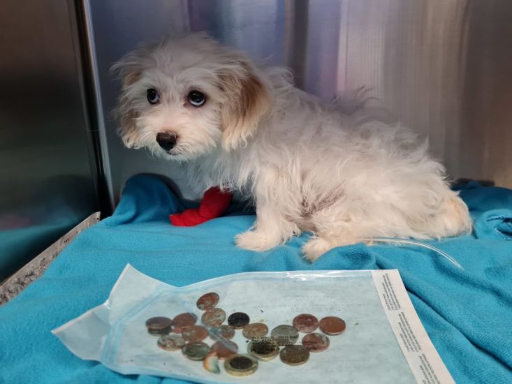 Puppy Has Emergency Surgery After Swallowing 20 Coins From Owner’s Purse