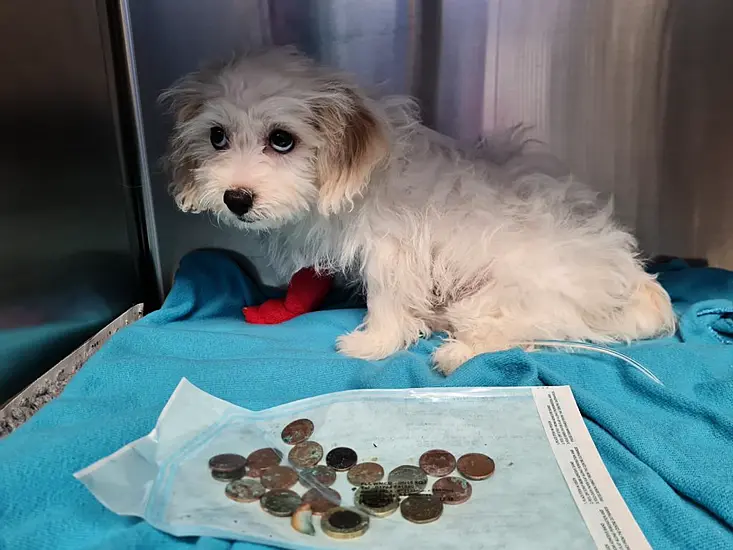 Puppy Has Emergency Surgery After Swallowing 20 Coins From Owner’s Purse