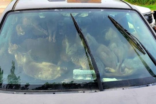 Charity Rescues 47 Cats Living With Their Owner In Car