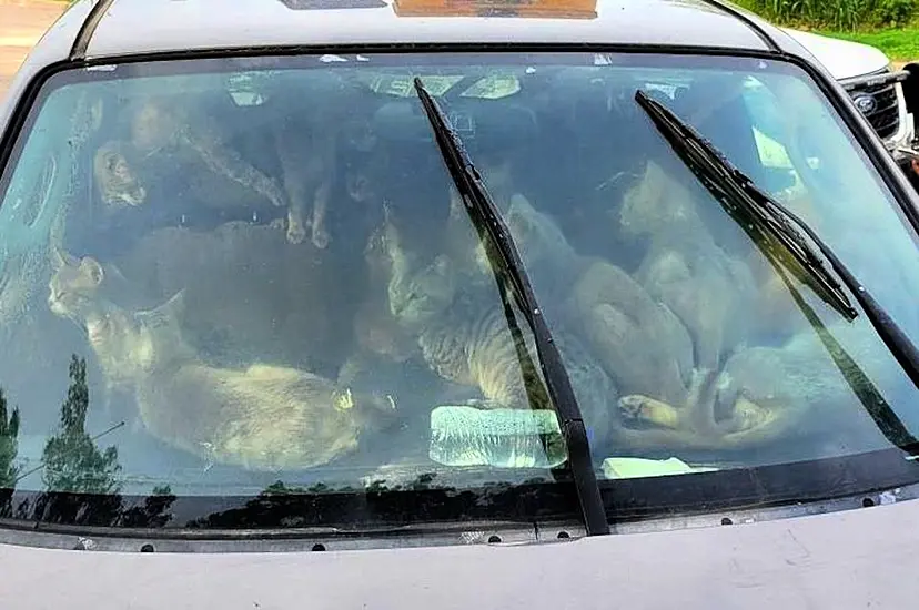 Charity Rescues 47 Cats Living With Their Owner In Car