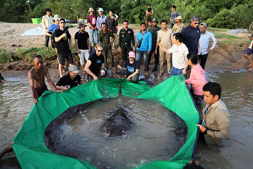 Cambodian Catches World’s Largest Recorded Freshwater Fish