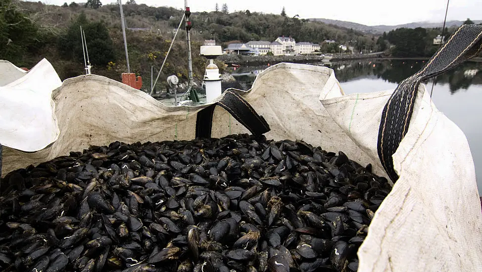 Warning Issued Over Shellfish From Kerry Harbour Due To Dangerous Toxins