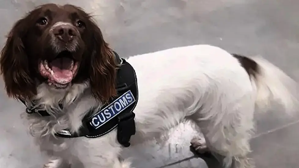 Custom Dogs Sniff Out Drugs Worth €370,000 In Parcels Labelled As 'Tea'