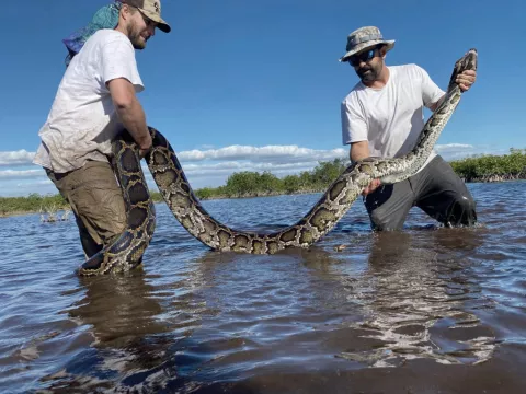 Florida Wildlife Team Hauls In 18-Foot Burmese Python