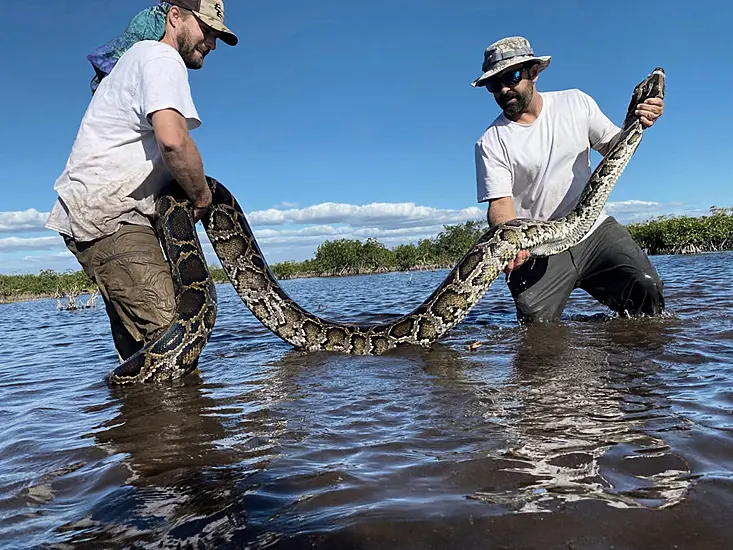 Florida Wildlife Team Hauls In 18-Foot Burmese Python