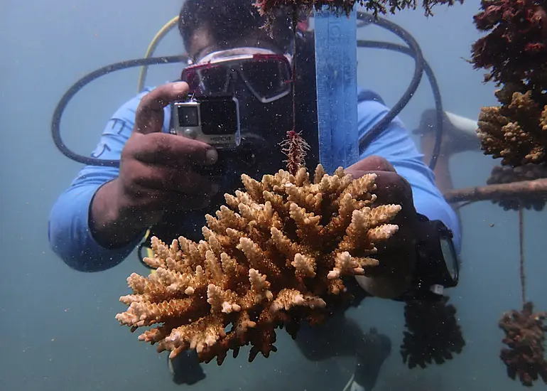 Kenya Turns To Reef Nurseries To Combat Coral Bleaching