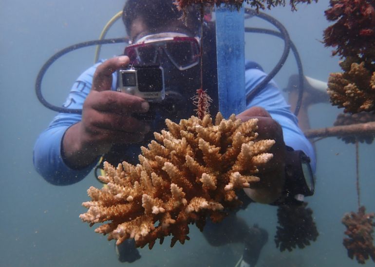 Kenya Turns To Reef Nurseries To Combat Coral Bleaching