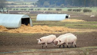 Highly Antibiotic-Resistant Mrsa Strain That Arose In Pigs ‘Can Jump To Humans’