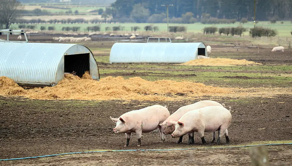 Highly Antibiotic-Resistant Mrsa Strain That Arose In Pigs ‘Can Jump To Humans’