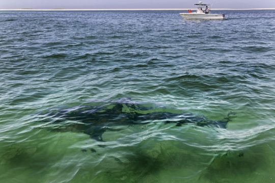 Great White Sharks Head To Cape Cod As Busy Tourist Season Gets Under Way