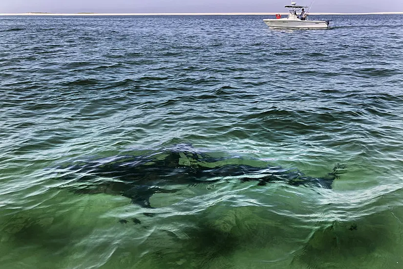 Great White Sharks Head To Cape Cod As Busy Tourist Season Gets Under Way