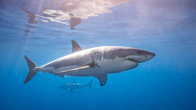 Second Woman Killed In Shark Attack In Egypt's Red Sea