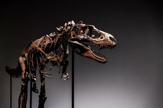 76 Million-Year-Old Dinosaur Skeleton To Be Auctioned In New York
