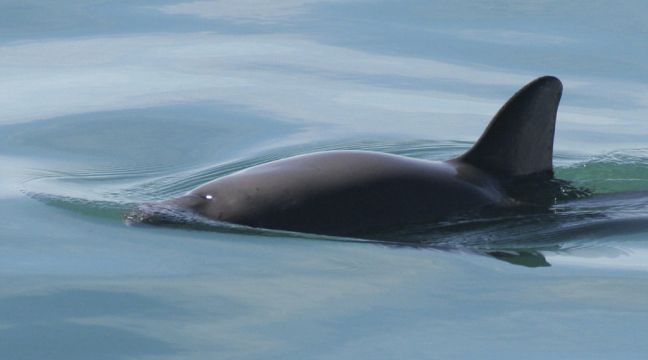 Mexican Navy Sets Hooks For Illegal Nets In Bid To Help Vaquita Porpoise