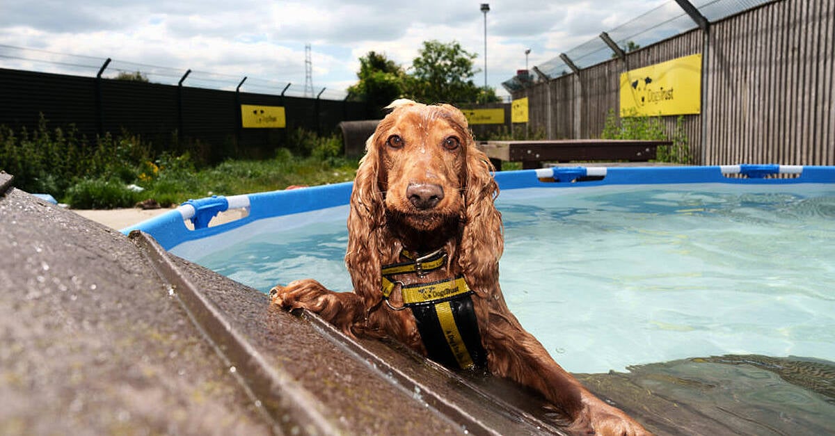 Dog trust hot sale finglas