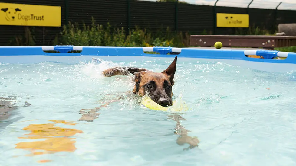 Dog Owners Warned To Walk Pets 'Very Early Or After Sunset' Amid Heatwave