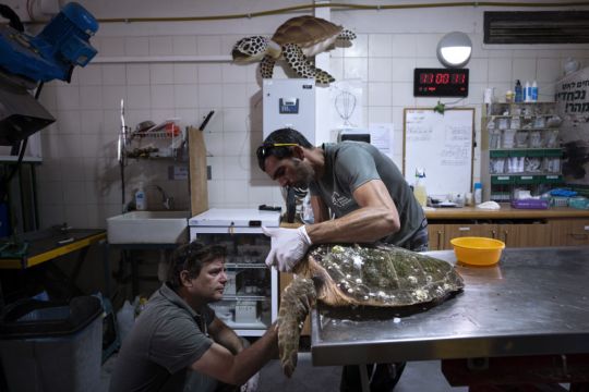 Rescued Sea Turtles In Israel Released Back Into The Wild