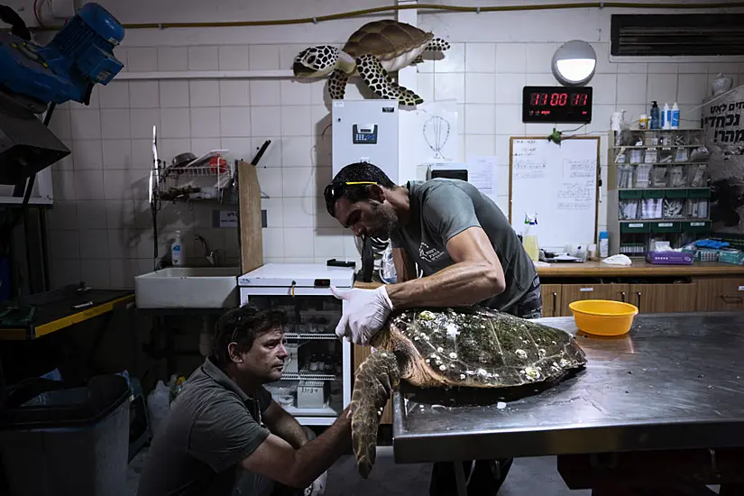 Rescued Sea Turtles In Israel Released Back Into The Wild